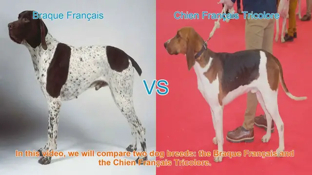 Video thumbnail for Braque Français vs. Chien Français Tricolore: A Comparison of Two French Dog Breeds