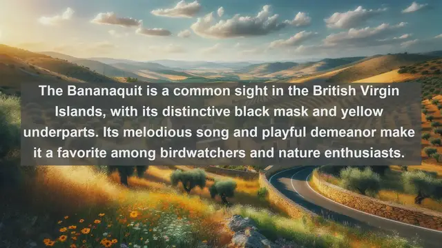 Video thumbnail for Wings of the Caribbean: Exploring the Top 10 Native Birds of the British Virgin Islands