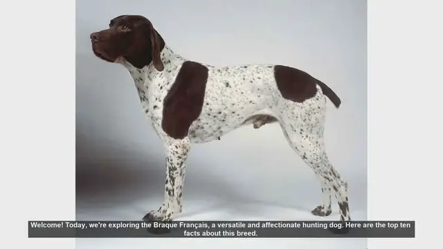 Video thumbnail for Top 10 Facts About the Braque Français: The Versatile Hunting Dog