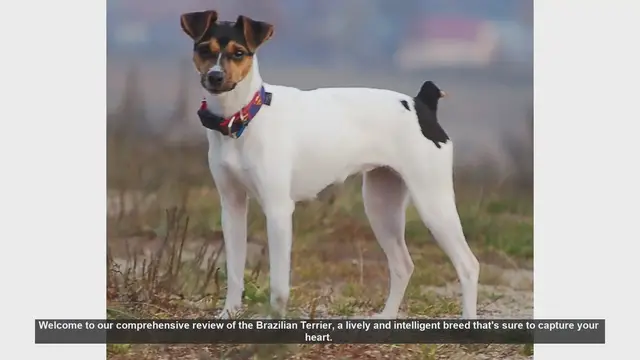 Video thumbnail for Brazilian Terrier: The Energetic and Affectionate Companion