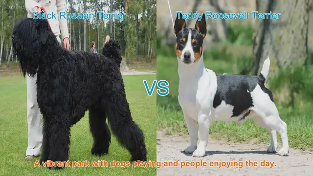 Video thumbnail for Black Russian Terrier vs. Teddy Roosevelt Terrier: A Breed Comparison