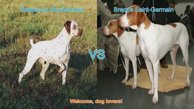 Video thumbnail for Braque du Bourbonnais vs. Braque Saint-Germain: A Comparison of French Dog Breeds