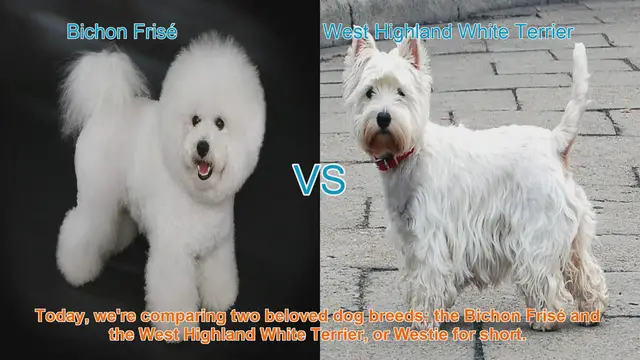 Video thumbnail for Bichon Frisé vs. West Highland White Terrier: A Comparison