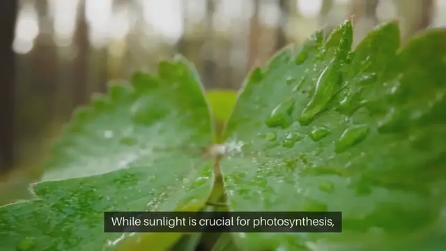 Video thumbnail for Protecting Plants From Sun