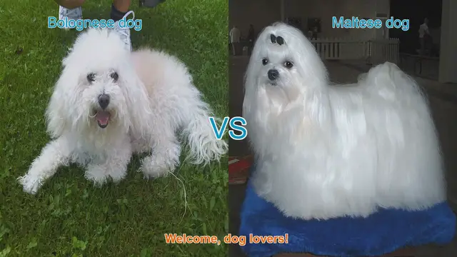Video thumbnail for Bolognese vs. Maltese: A Comparison of Two Charming Dog Breeds
