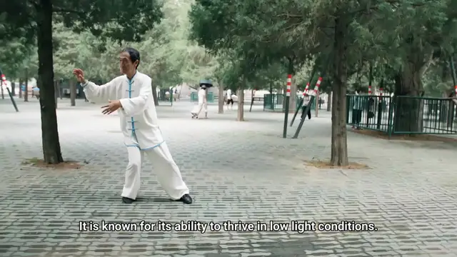 Video thumbnail for Chinese Evergreen