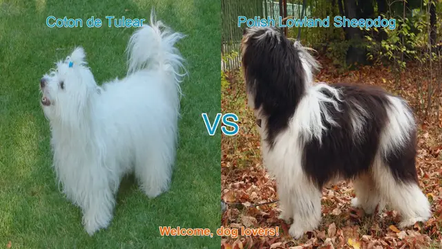 Video thumbnail for Coton de Tulear vs. Polish Lowland Sheepdog: A Comparison of Charming Long-Haired Breeds