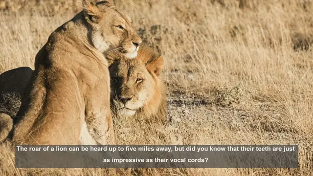 Video thumbnail for 10 Surprising Facts About Lions' Teeth