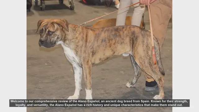 Video thumbnail for Alano Español: The Loyal and Versatile Spanish Bulldog