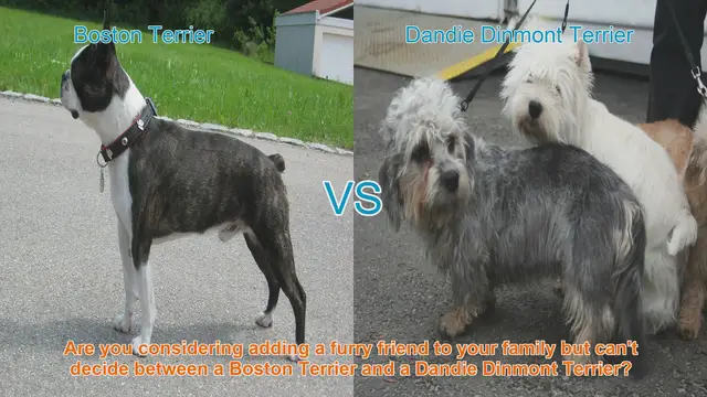 Video thumbnail for Boston Terrier vs. Dandie Dinmont Terrier: A Comprehensive Comparison