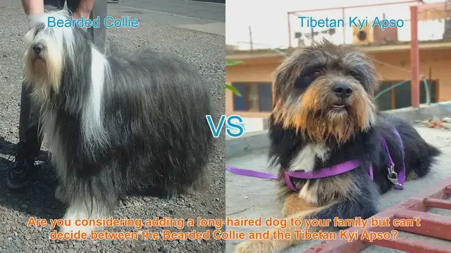 Video thumbnail for Bearded Collie vs. Tibetan Kyi Apso: Choosing the Right Long-Haired Dog Breed