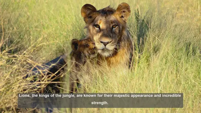 Video thumbnail for 10 Physical Traits That Make Male Lions Powerful Predators