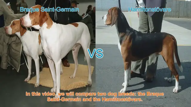 Video thumbnail for Braque Saint-Germain vs. Hamiltonstövare: A Comprehensive Comparison