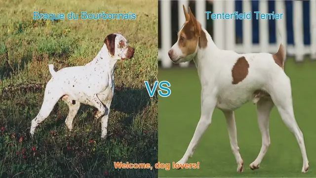 Video thumbnail for Braque du Bourbonnais vs. Tenterfield Terrier: A Detailed Breed Comparison