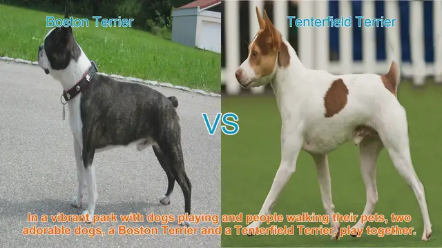 Video thumbnail for Boston Terrier vs. Tenterfield Terrier: A Comparison of Two Playful Breeds