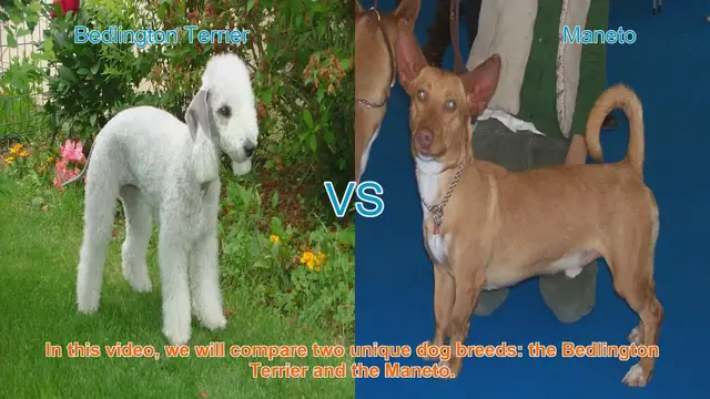 Video thumbnail for Comparing Bedlington Terrier and Maneto: A Guide to Choosing the Right Dog Breed