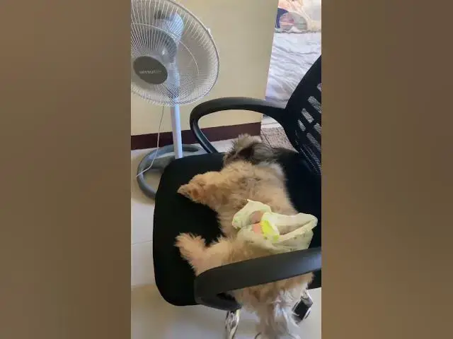 Video thumbnail for So Hot Mommy | Chummy Needs  Air | #cuteshihtzu #shihtzu