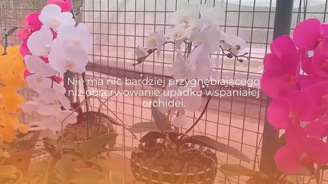 Video thumbnail for Jak pielęgnować orchideę i sprawić, by ponownie zakwitła: przewodnik krok po kroku