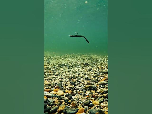 Video thumbnail for Same Flatworm, new innovation!