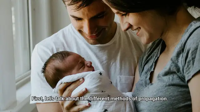 Video thumbnail for How To Propagate Spider Plant?