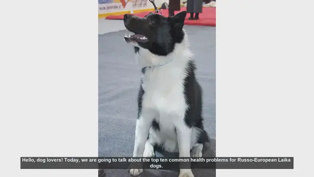 Video thumbnail for Top 10 Health Issues in Russo-European Laika Dogs