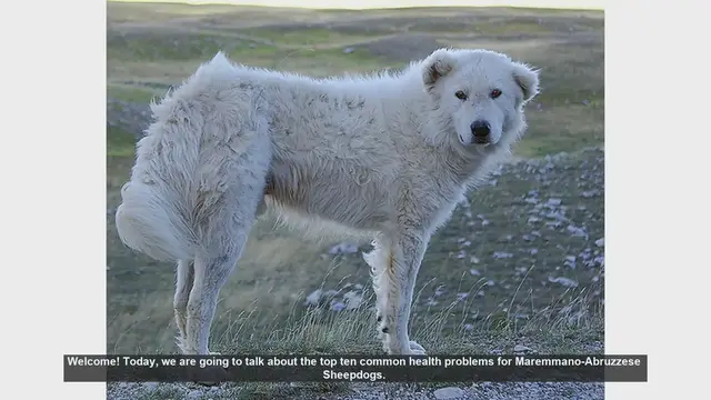 Video thumbnail for Top 10 Health Issues in Maremmano-Abruzzese Sheepdogs