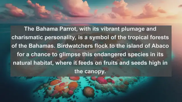 Video thumbnail for Exploring Avian Paradise: Top 10 Native Birds of the Bahamas
