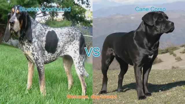 Video thumbnail for Bluetick Coonhound vs. Cane Corso: A Comprehensive Comparison