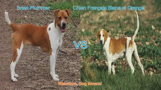 Video thumbnail for Dog Breed Showdown: Brian Plummer Terrier vs. Chien Français Blanc et Orange
