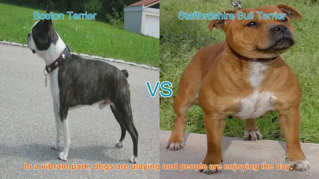 Video thumbnail for Boston Terrier vs. Staffordshire Bull Terrier: A Comparison of Beloved Dog Breeds