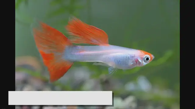 'Video thumbnail for Guppy Fish Care Guide: Tips for Keeping Healthy Guppies'