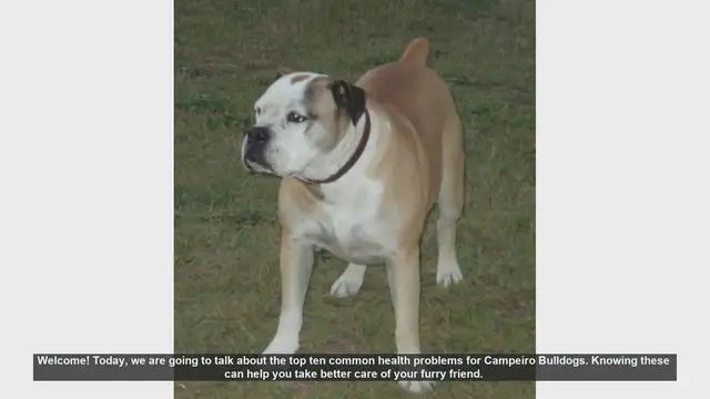 Video thumbnail for Top 10 Common Health Problems in Campeiro Bulldogs