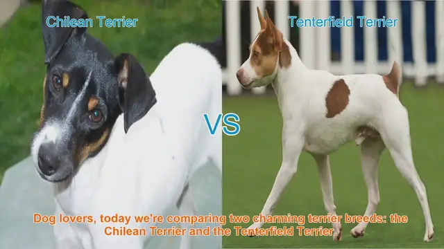 Video thumbnail for Chilean Terrier vs. Tenterfield Terrier: A Comparison of Two Charming Terrier Breeds