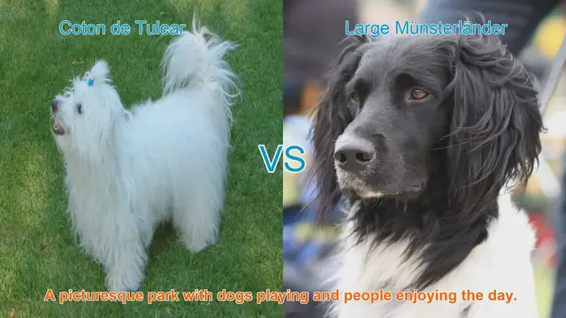 Video thumbnail for Comparing Coton de Tulear and Large Münsterländer Dogs