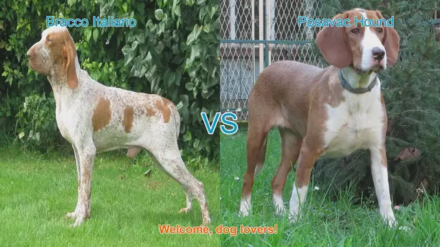 Video thumbnail for Bracco Italiano vs. Posavac Hound: A Comprehensive Comparison