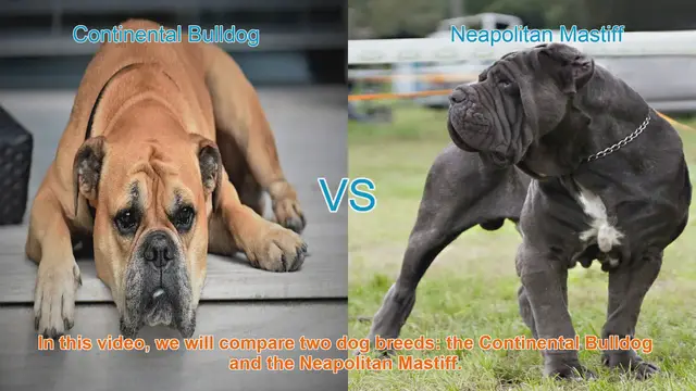 Video thumbnail for Comparing Continental Bulldog and Neapolitan Mastiff: A Comprehensive Guide