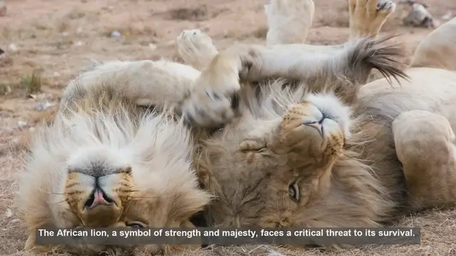 Video thumbnail for 10 Crucial Lion Corridors: Safeguarding Africa's Big Cats