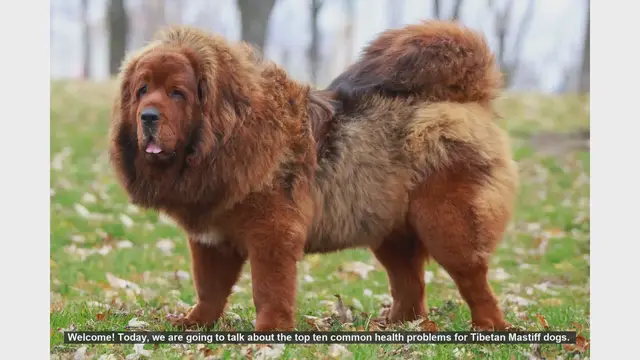Video thumbnail for Top 10 Common Health Problems in Tibetan Mastiff Dogs