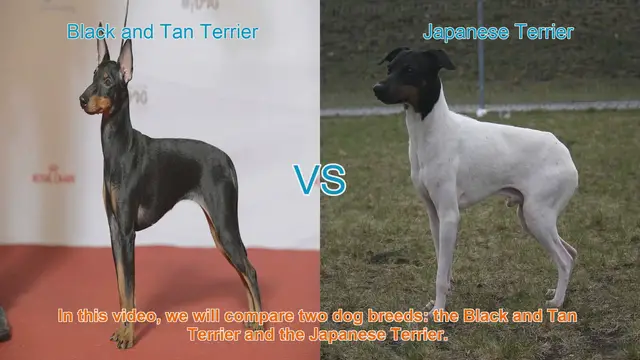Video thumbnail for Comparing Black and Tan Terrier vs. Japanese Terrier: A Comprehensive Guide