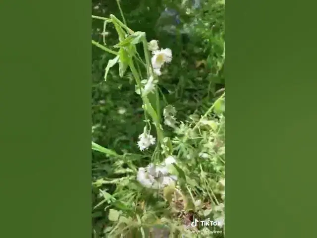 Video thumbnail for KingOhashes : The Ashram