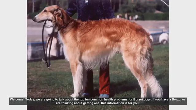 Video thumbnail for Top 10 Common Health Problems in Borzoi Dogs