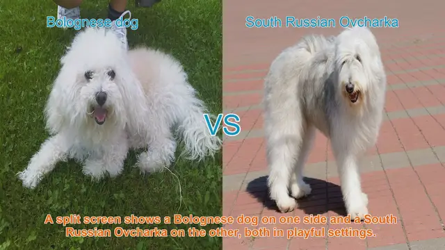 Video thumbnail for Bolognese Dog vs. South Russian Ovcharka: A Breed Comparison