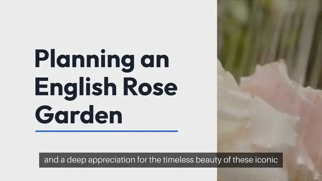 Video thumbnail for English Rose Garden Planning