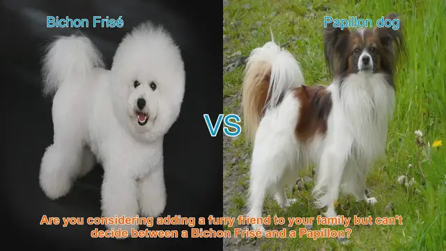 Video thumbnail for Bichon Frisé vs. Papillon: A Comprehensive Comparison