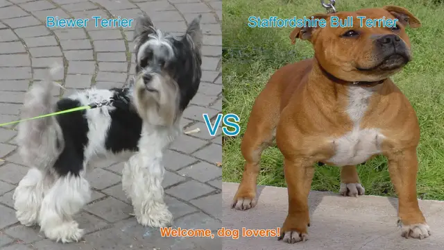 Video thumbnail for Biewer Terrier vs. Staffordshire Bull Terrier: A Comprehensive Comparison