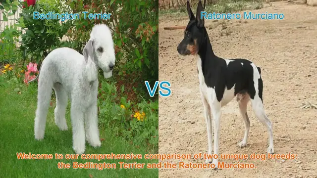 Video thumbnail for Bedlington Terrier vs. Ratonero Murciano: A Comprehensive Breed Comparison