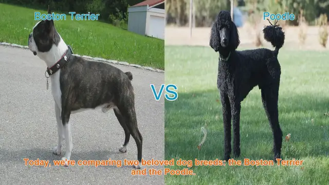Video thumbnail for Boston Terrier vs. Poodle: A Comprehensive Comparison