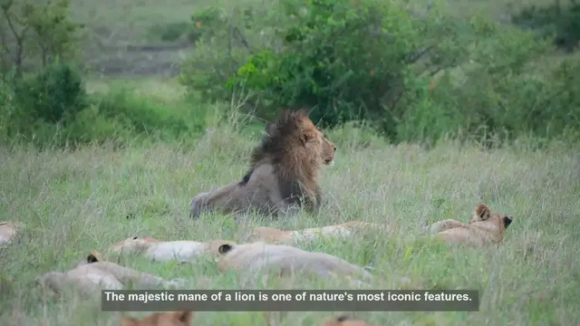 Video thumbnail for 10 Key Differences Between Male and Female Lion Manes