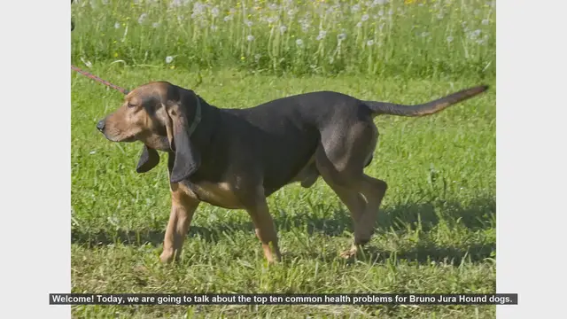 Video thumbnail for Top 10 Common Health Problems in Bruno Jura Hound Dogs
