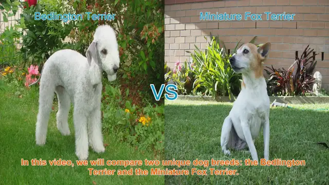 Video thumbnail for Bedlington Terrier vs. Miniature Fox Terrier: A Breed Comparison